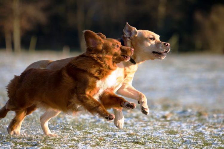 ataxia en perros