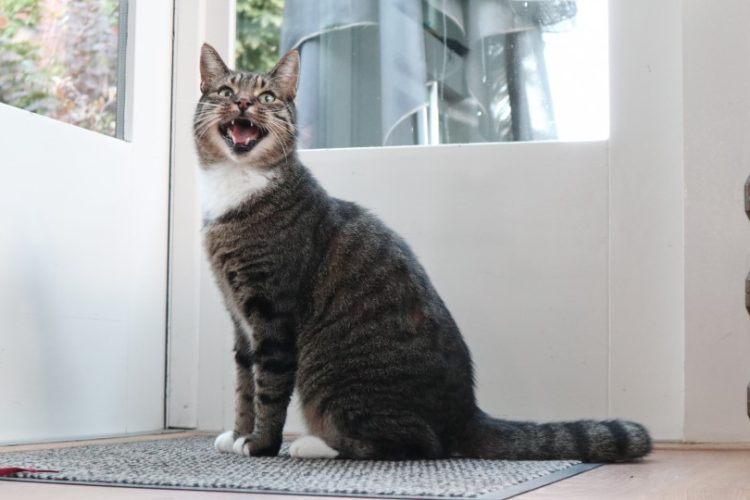 Vivir con gato si tengo alergia