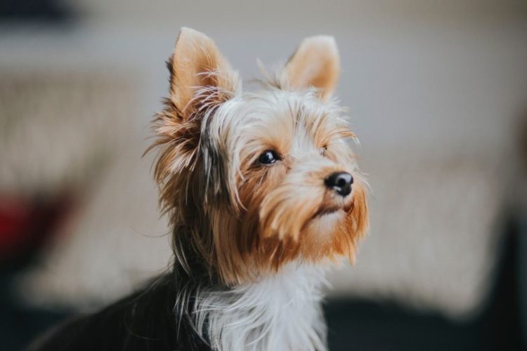 enfermedades del Yorkshire Terrier